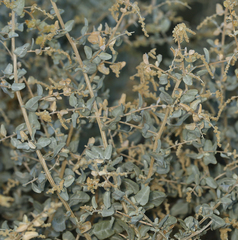 Atriplex torreyi