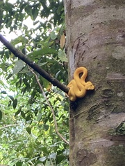 Bothriechis schlegelii