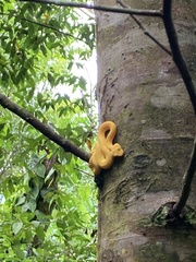 Bothriechis schlegelii