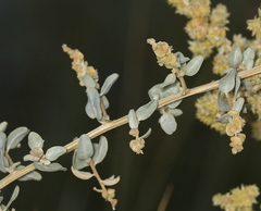 Atriplex torreyi