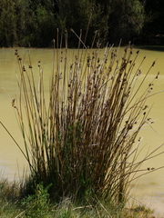 Juncus pallidus