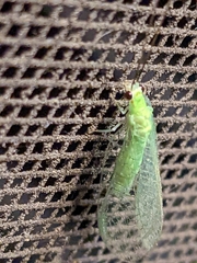Chrysopa nigricornis