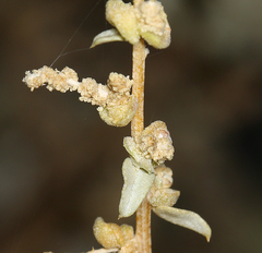 Atriplex torreyi