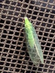 Chrysopa nigricornis