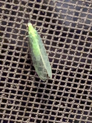 Chrysopa nigricornis