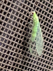 Chrysopa nigricornis