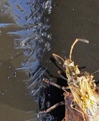 Pseudopachybrachius basalis