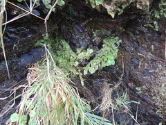 Conocephalum conicum