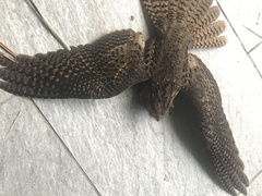 Antrostomus carolinensis