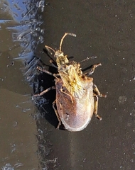 Pseudopachybrachius basalis