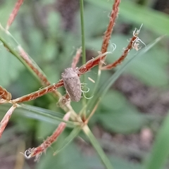 Curtara insularis