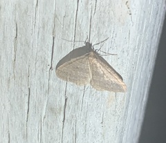 Operophtera