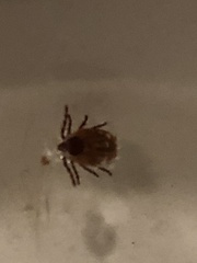 Ixodidae