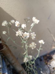 Pseudognaphalium canescens