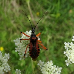Rhynocoris iracundus