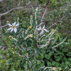Chiliotrichum diffusum