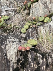 Opuntia mesacantha