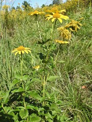 Heliopsis