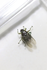 Hippoboscidae
