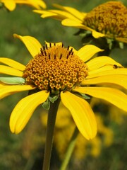 Heliopsis