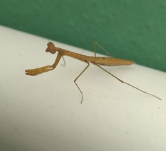 Musonia remota