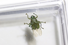 Hippoboscidae