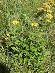 Heliopsis