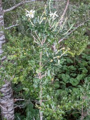 Chiliotrichum diffusum