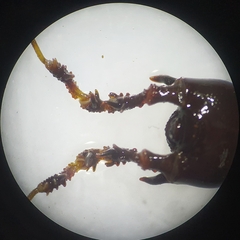 Metagyndes pulchella