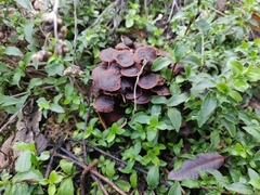 Collybiopsis villosipes