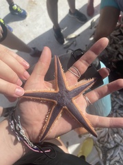 Astropecten articulatus