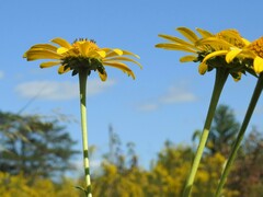Heliopsis