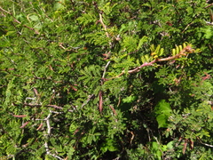 Mimosa monancistra