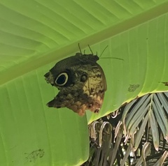 Caligo telamonius memnon