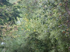 Laburnum anagyroides