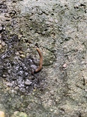 Bipalium vagum