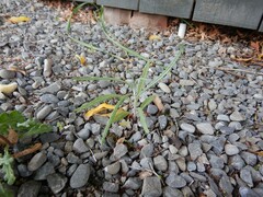 Senecio quadridentatus