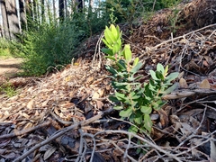 Arctostaphylos andersonii