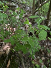 Chamaecytisus hirsutus