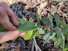 Arctostaphylos andersonii