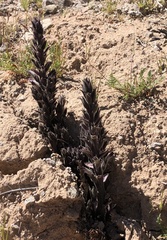 Aphyllon cooperi