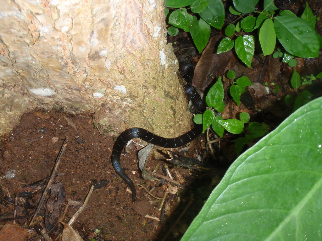 Boulenger's Garter Snake (Snakes of southern Africa) · iNaturalist