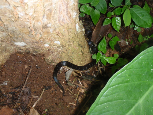Black Garter Snake