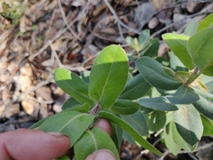 Arctostaphylos andersonii