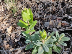 Arctostaphylos andersonii