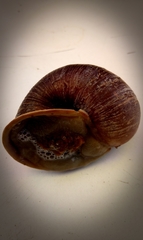 Plekocheilus gibbonius