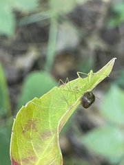 Reduviidae