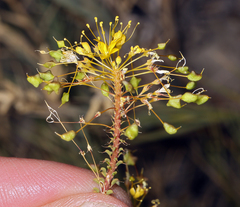 Cleomella plocasperma