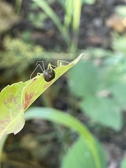 Reduviidae
