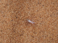 Cataglyphis bombycina